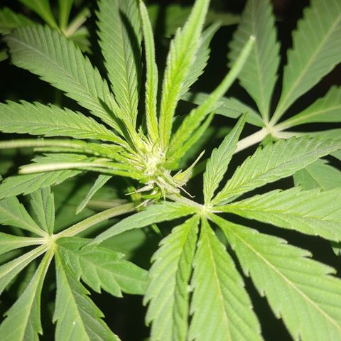 Quick One 2 growlog timeline photo