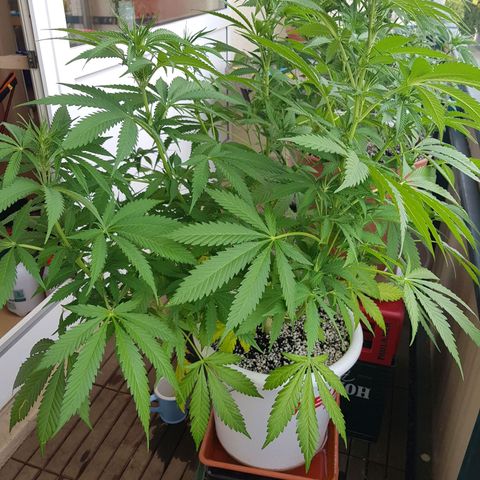 Quick One 2 growlog timeline photo