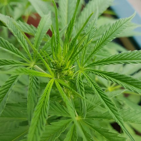Quick One 2 growlog timeline photo