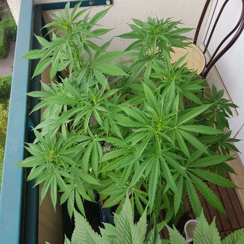 Quick One 2 growlog timeline photo