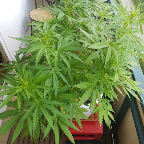 Quick One 2 growlog timeline photo