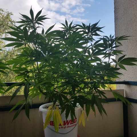 Quick One 2 growlog timeline photo