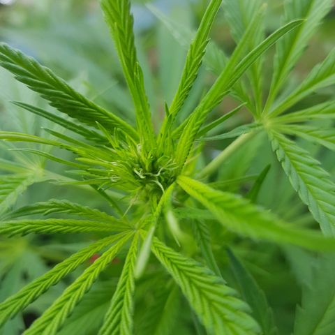Quick One 2 growlog timeline photo