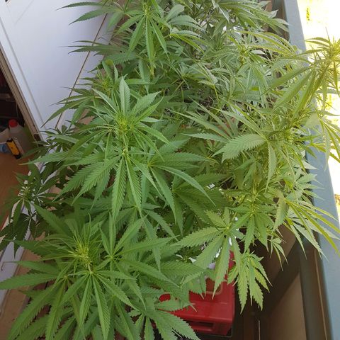 Quick One 2 growlog timeline photo