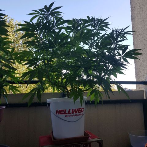 Quick One 2 growlog timeline photo