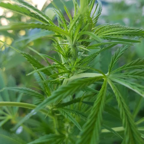 Quick One 2 growlog timeline photo