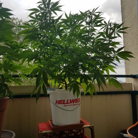 Quick One 2 growlog timeline photo