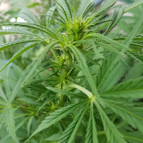 Quick One 2 growlog timeline photo