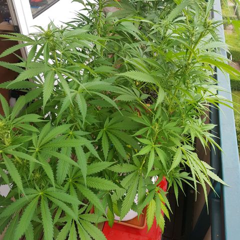 Quick One 2 growlog timeline photo