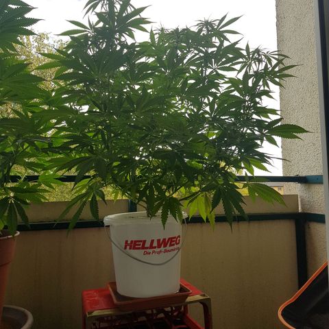 Quick One 2 growlog timeline photo