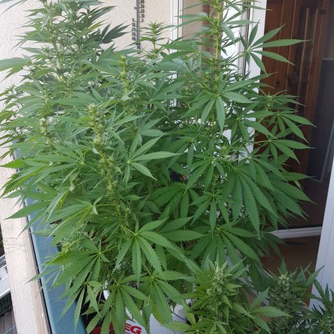 Quick One 2 growlog timeline photo