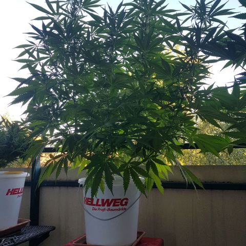 Quick One 2 growlog timeline photo