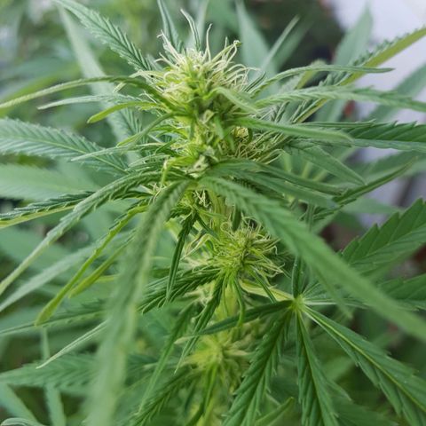 Quick One 2 growlog timeline photo
