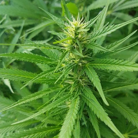 Quick One 2 growlog timeline photo