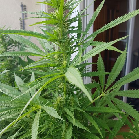 Quick One 2 growlog timeline photo