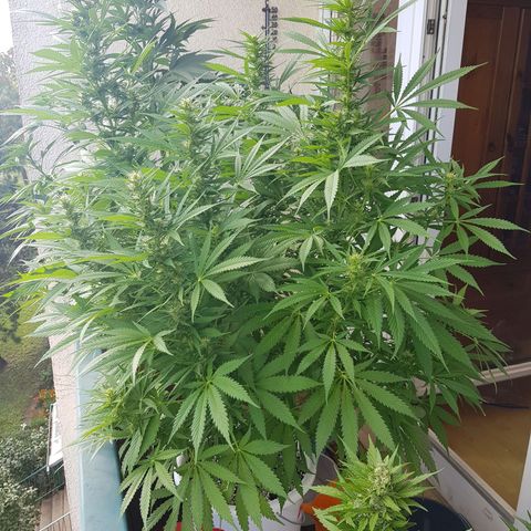 Quick One 2 growlog timeline photo