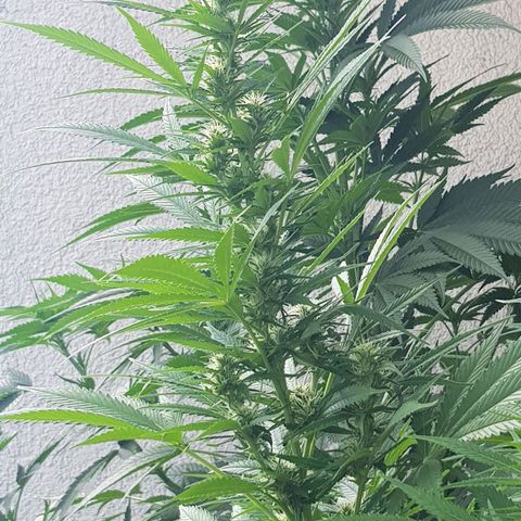 Quick One 2 growlog timeline photo
