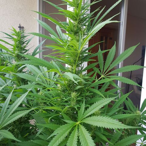 Quick One 2 growlog timeline photo