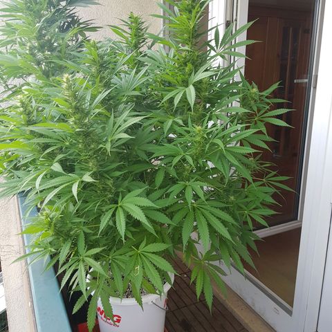 Quick One 2 growlog timeline photo