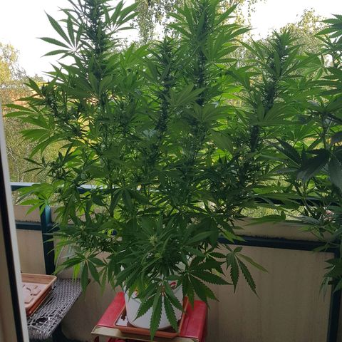 Quick One 2 growlog timeline photo
