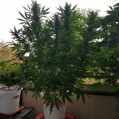 Quick One 2 growlog timeline photo