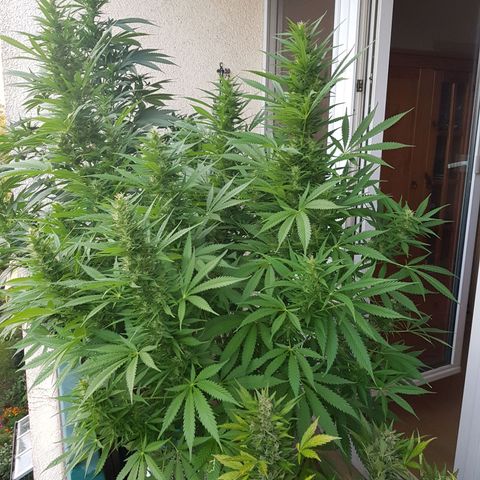 Quick One 2 growlog timeline photo