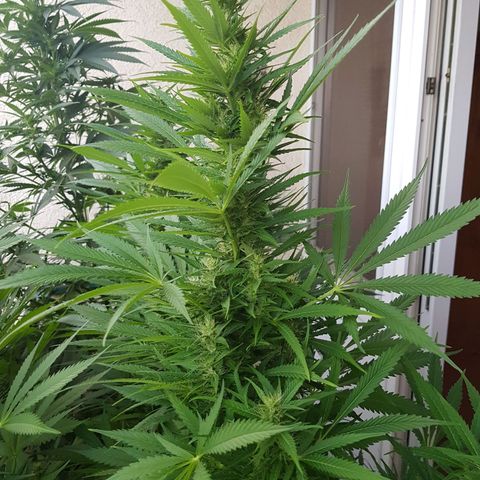 Quick One 2 growlog timeline photo