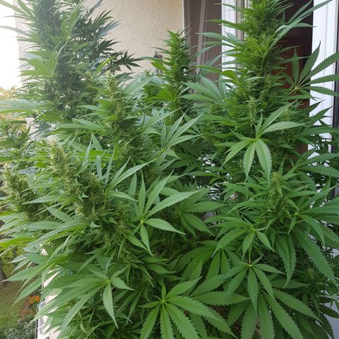 Quick One 2 growlog timeline photo