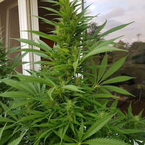 Quick One 2 growlog timeline photo