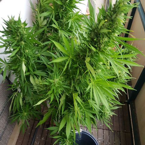 Quick One 2 growlog photo: also fell over, even worse :(