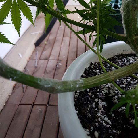 Quick One 2 growlog photo: also fell over, even worse :(