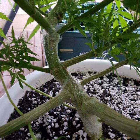 Quick One 2 growlog photo: also fell over, even worse :(