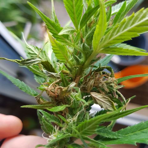 Quick One 2 growlog photo: bud rot? not sure, could be from the storm damage too, cut it off