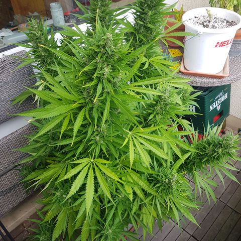 Quick One 2 growlog timeline photo
