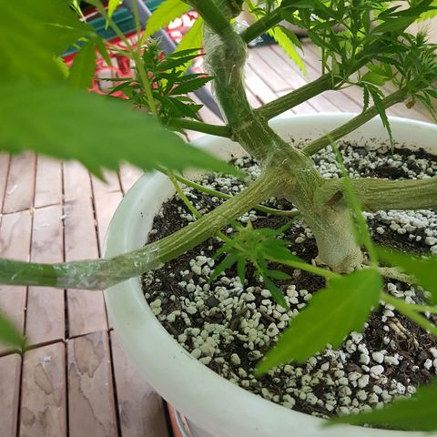 Quick One 2 growlog photo: tape seems to have done the trick, shes fine