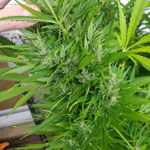 Quick One 2 growlog timeline photo