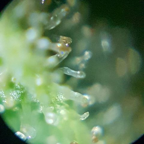 Quick One 2 growlog timeline photo