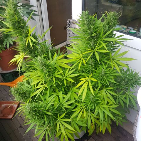 Quick One 2 growlog timeline photo