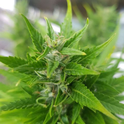 Quick One 2 growlog timeline photo