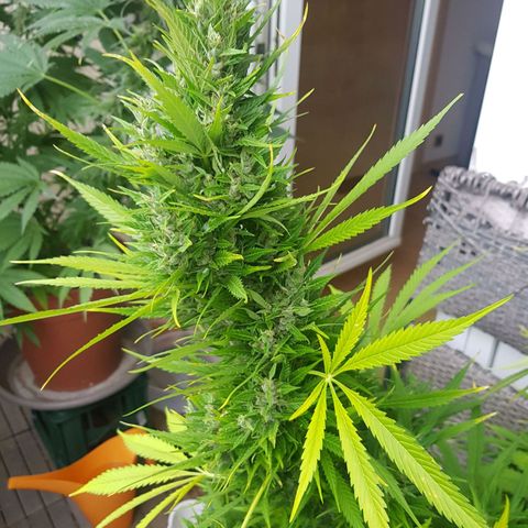 Quick One 2 growlog timeline photo
