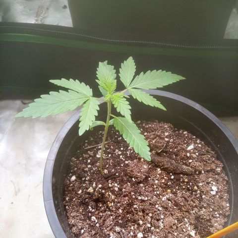 Blueberry muffin #1 growlog timeline photo