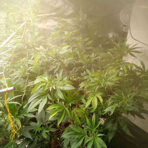 Biscotti #3 #1 growlog timeline photo