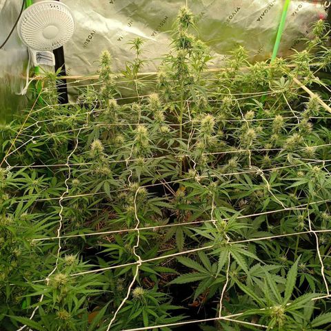 Blueberry muffin #1 growlog timeline photo