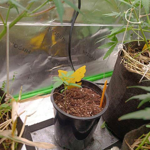 Blueberry muffin #1 growlog timeline photo