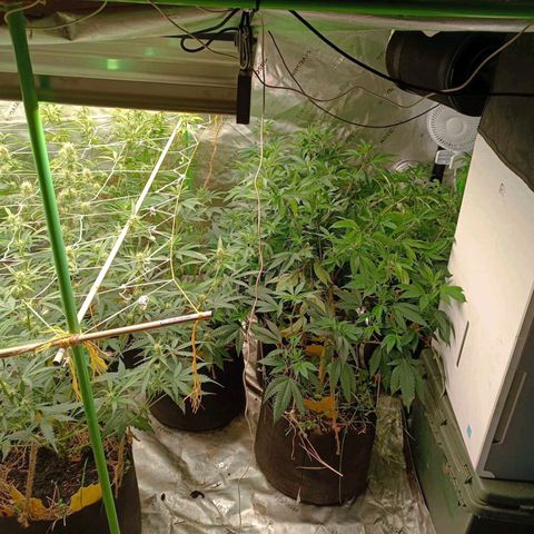 Biscotti #3 #2 growlog timeline photo
