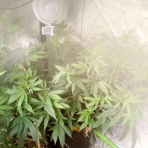 Bubba gorilla #1 growlog timeline photo