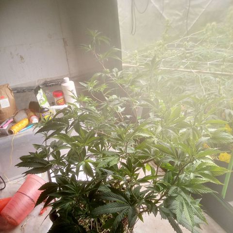 Biscotti #3 #1 growlog timeline photo
