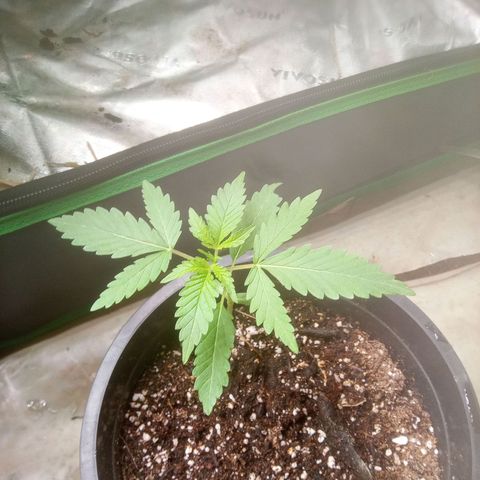 Blueberry muffin #1 growlog timeline photo