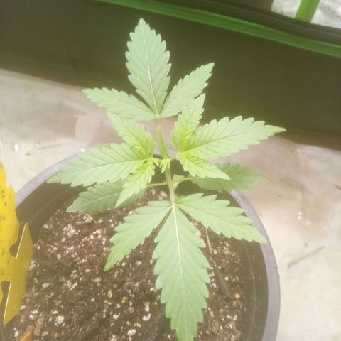 Blueberry muffin #1 growlog timeline photo