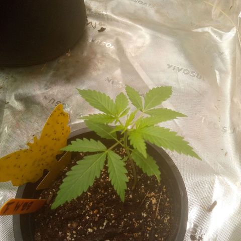 Blueberry muffin #1 growlog timeline photo